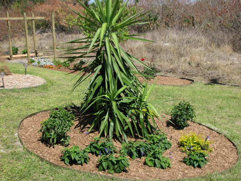 spineless yucca